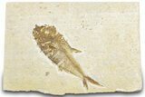Bargain, Fossil Fish (Diplomystus) - Wyoming #318357-1